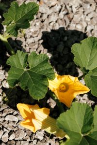 Kaboompics - Yellow Squash Flowers and Green Leaves