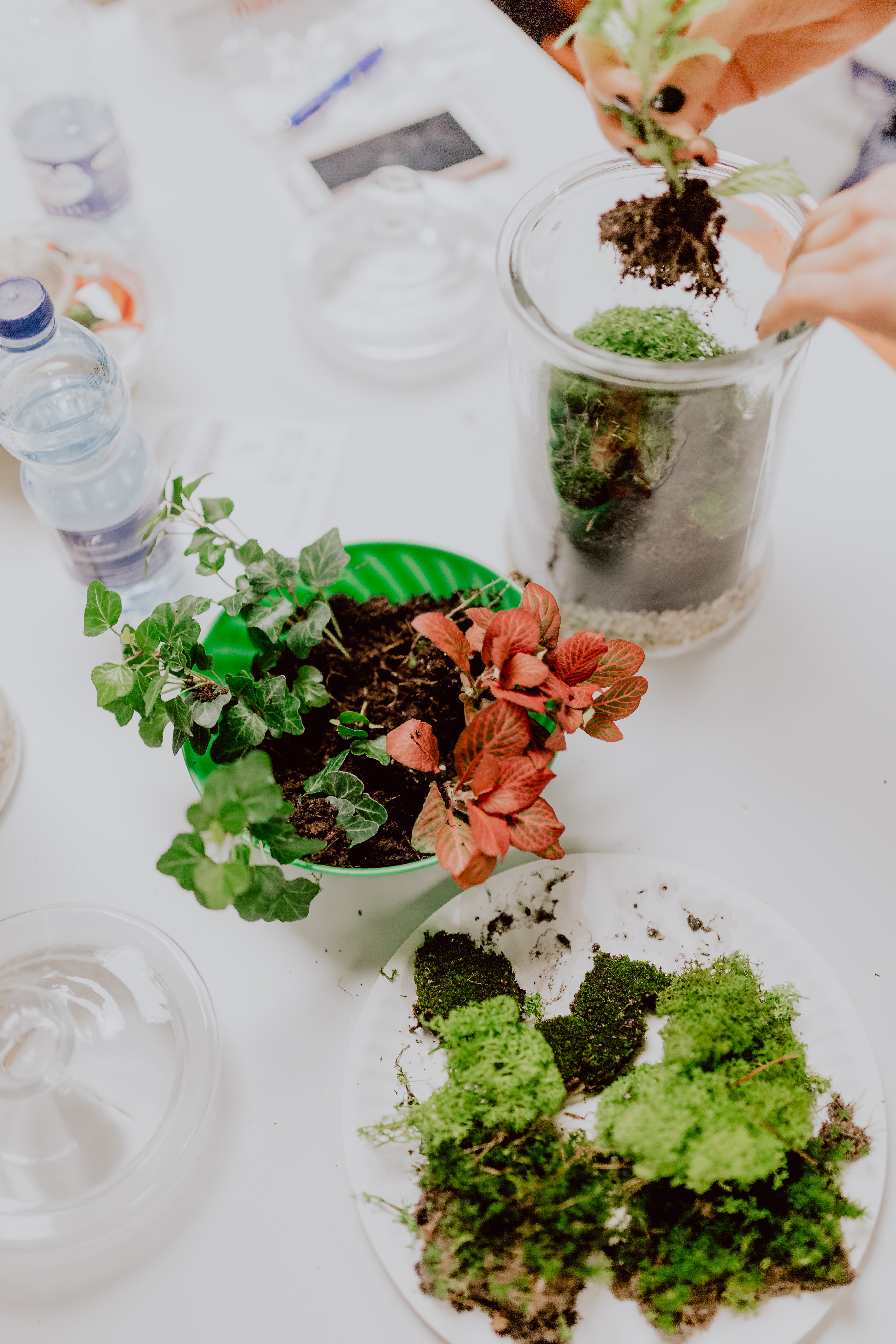 Building Rainforest Terrarium in a Jar