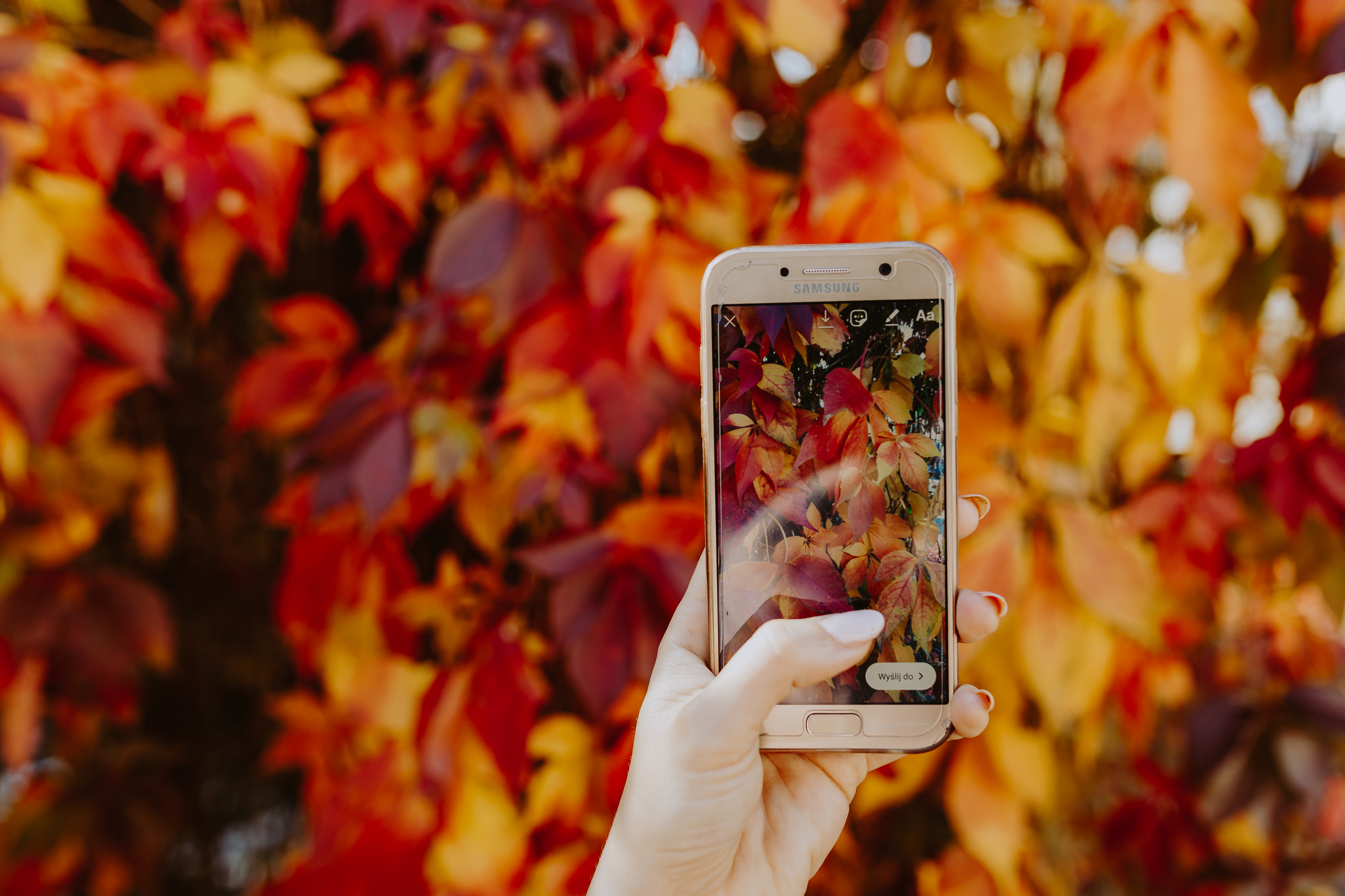 The woman takes a picture of the autumn leaves with her phone