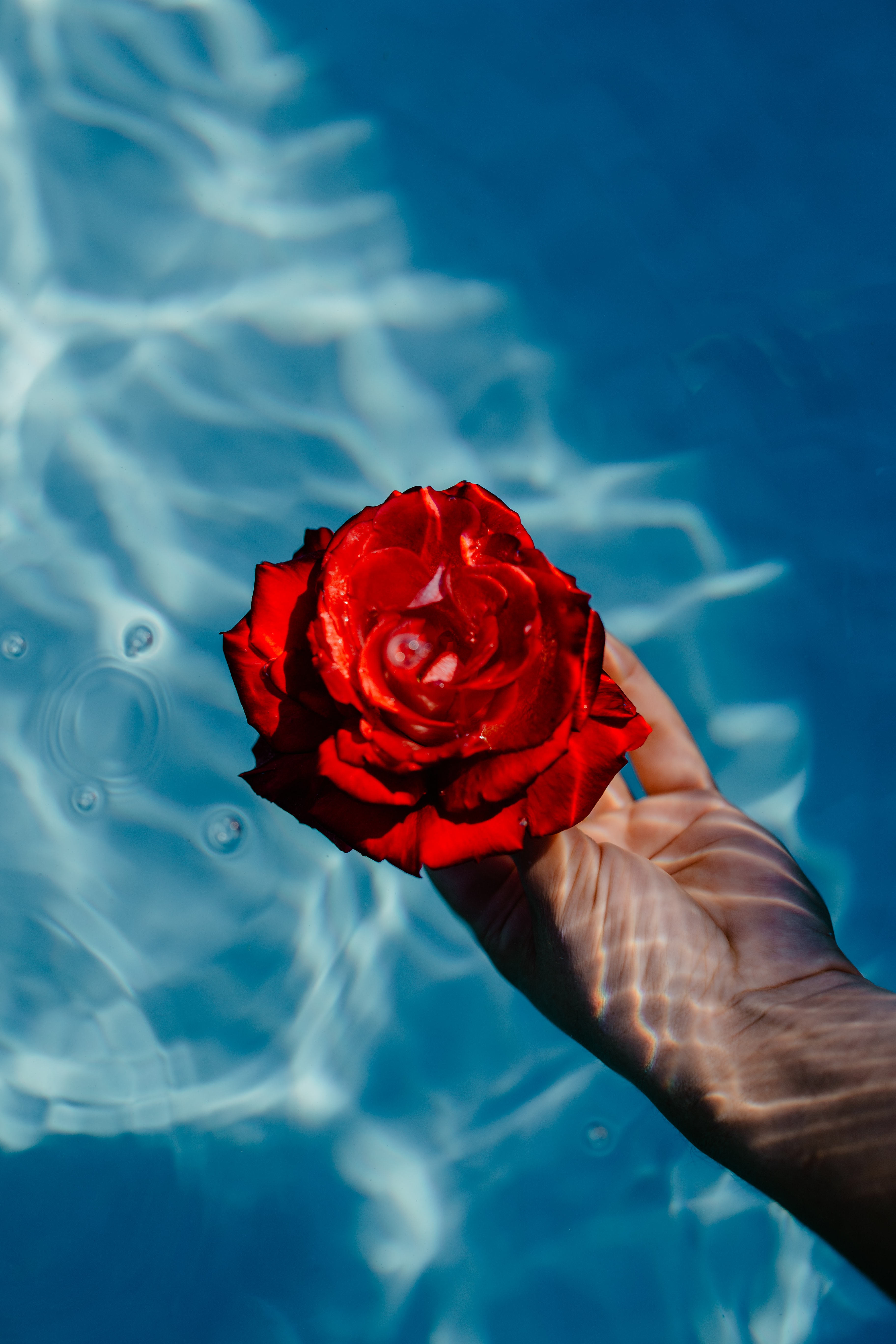 Hand & fresh garden rose on the blue water of a swimming pool