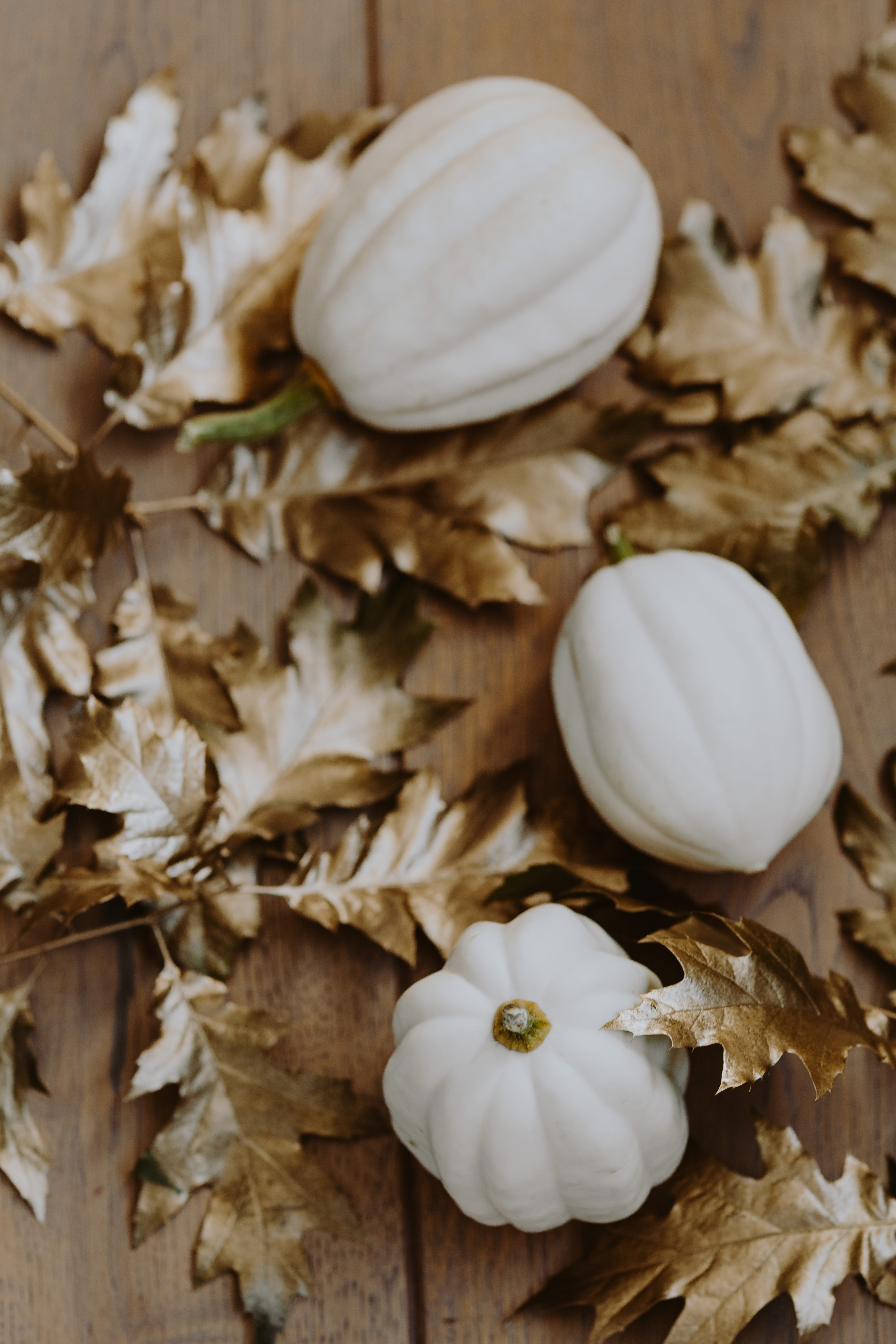 White pumpkins with golden oak leaves