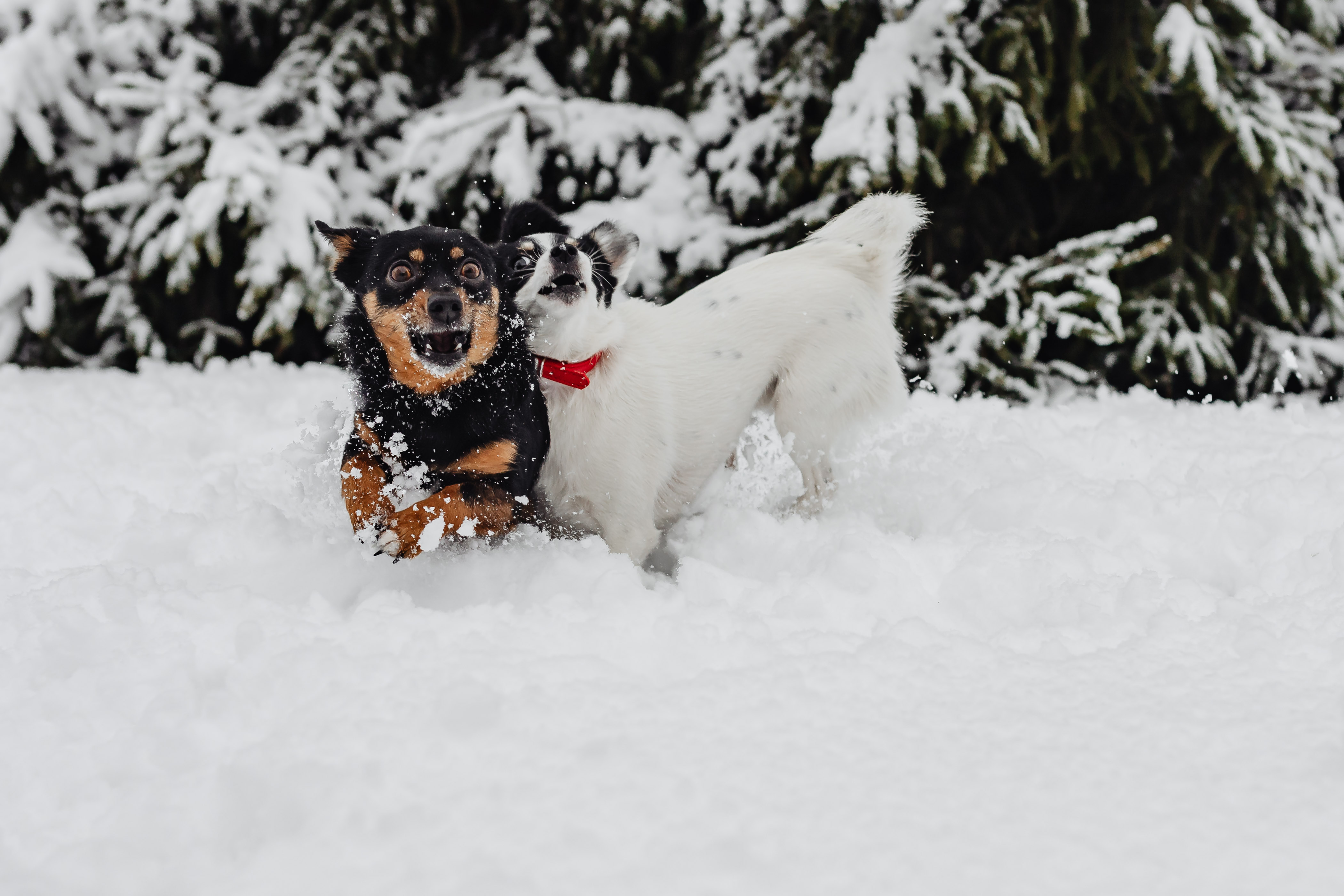 Two small dogs are playing on fresh snow