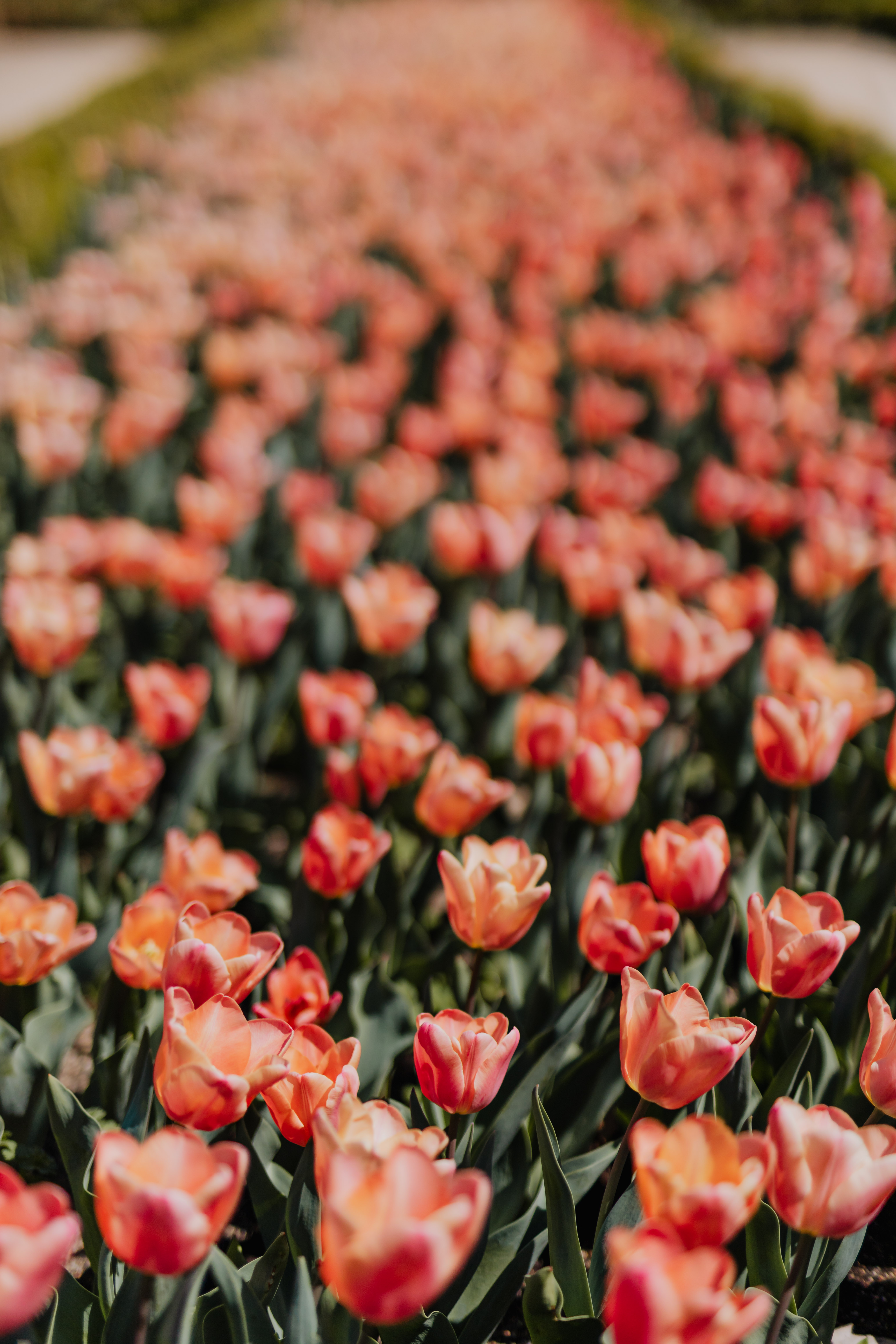 Pink tulips flowers