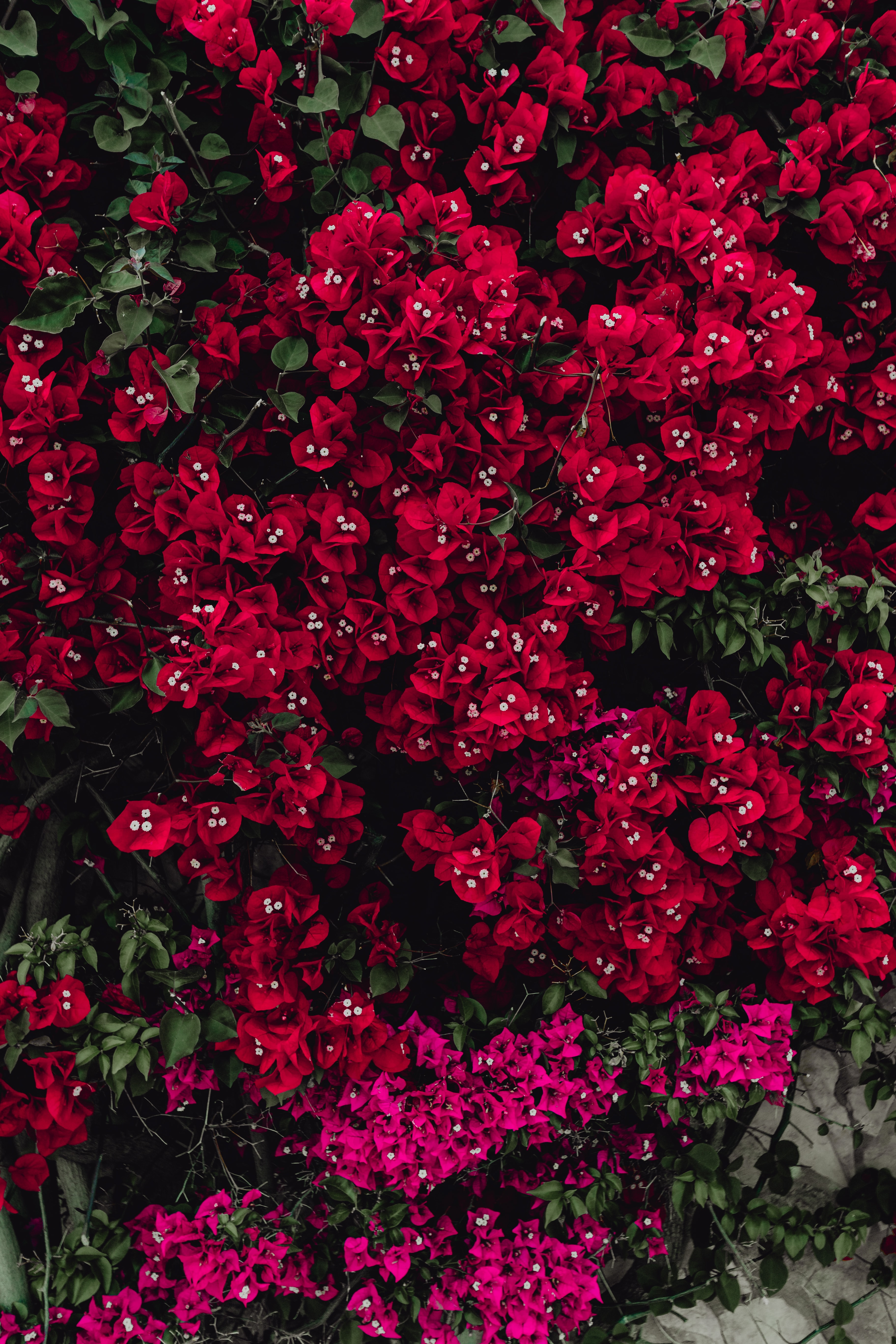 red bougainvillea tree