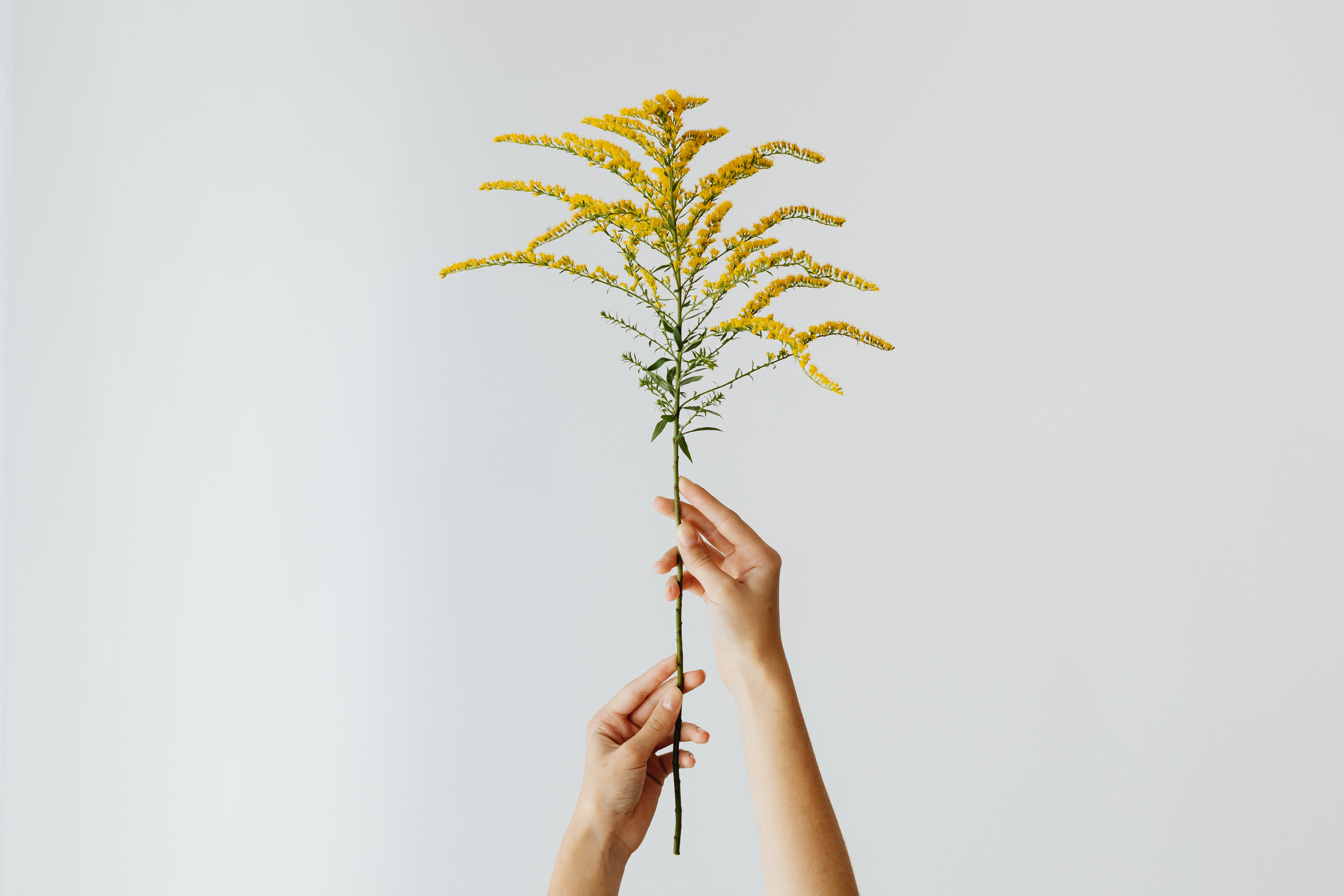 A young girl holds a branch of goldenrod