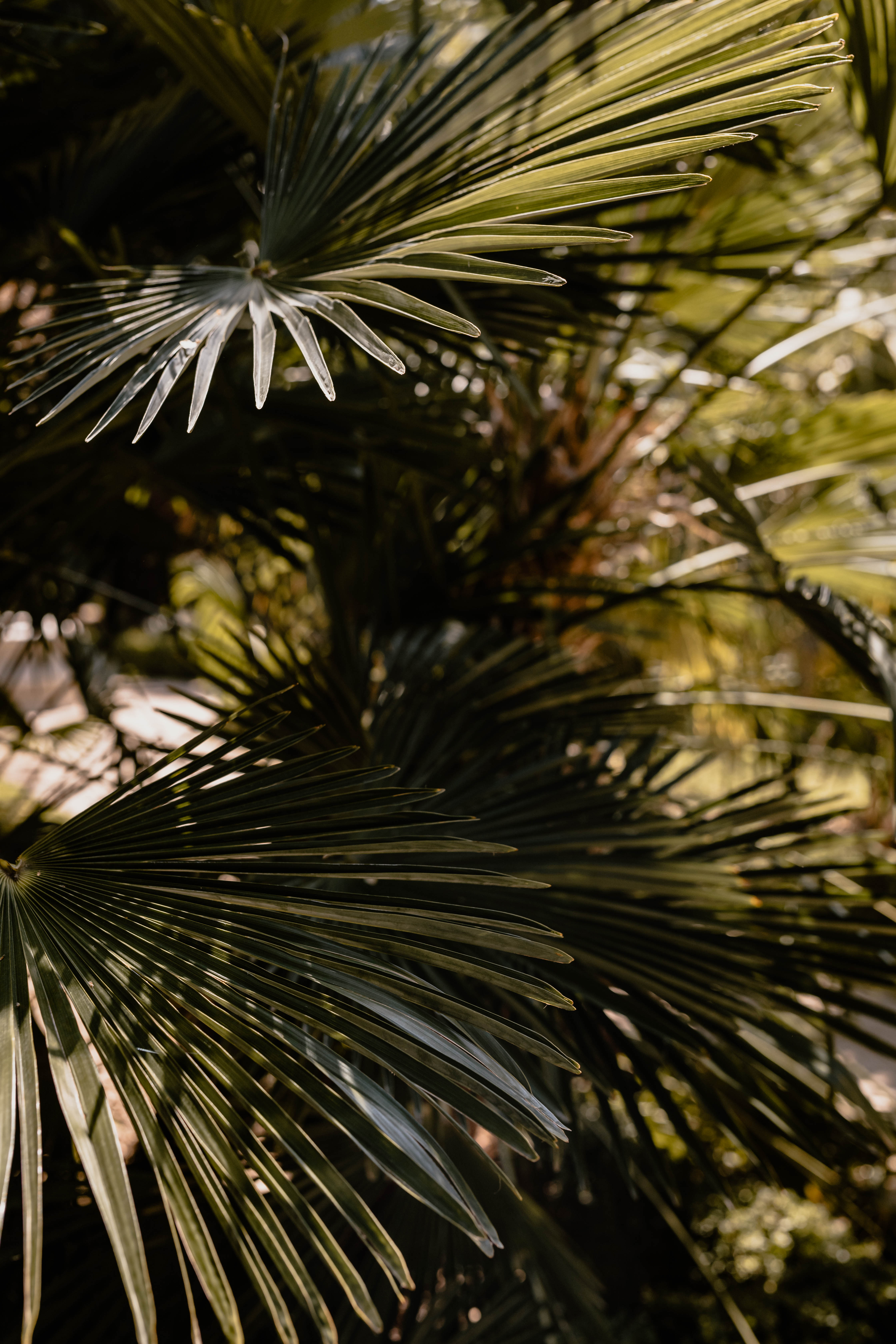 Palm leaves in the garden