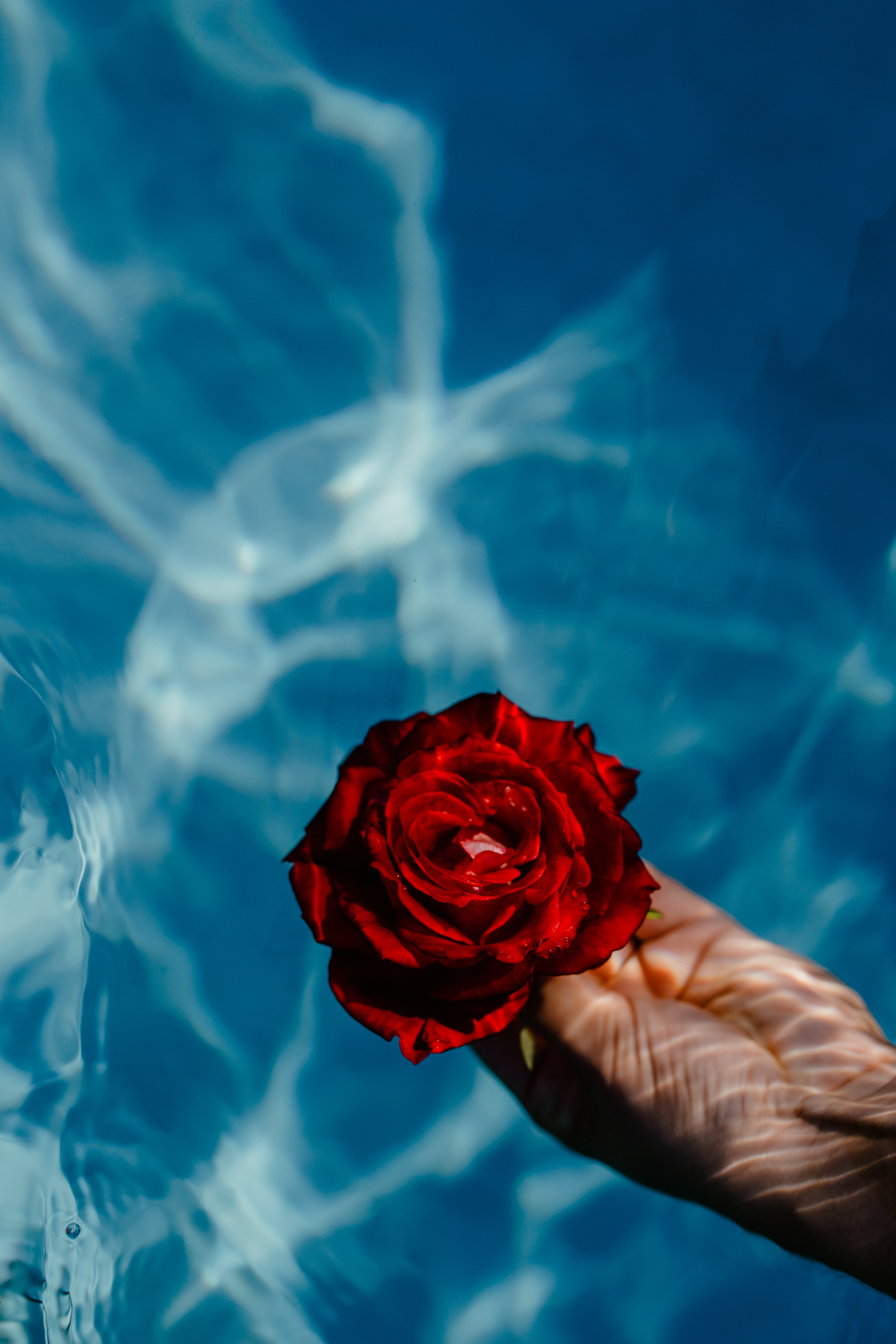 Красный отпускать. Розы в воде. Розы в воде Эстетика. Красные розы на голубом фоне.