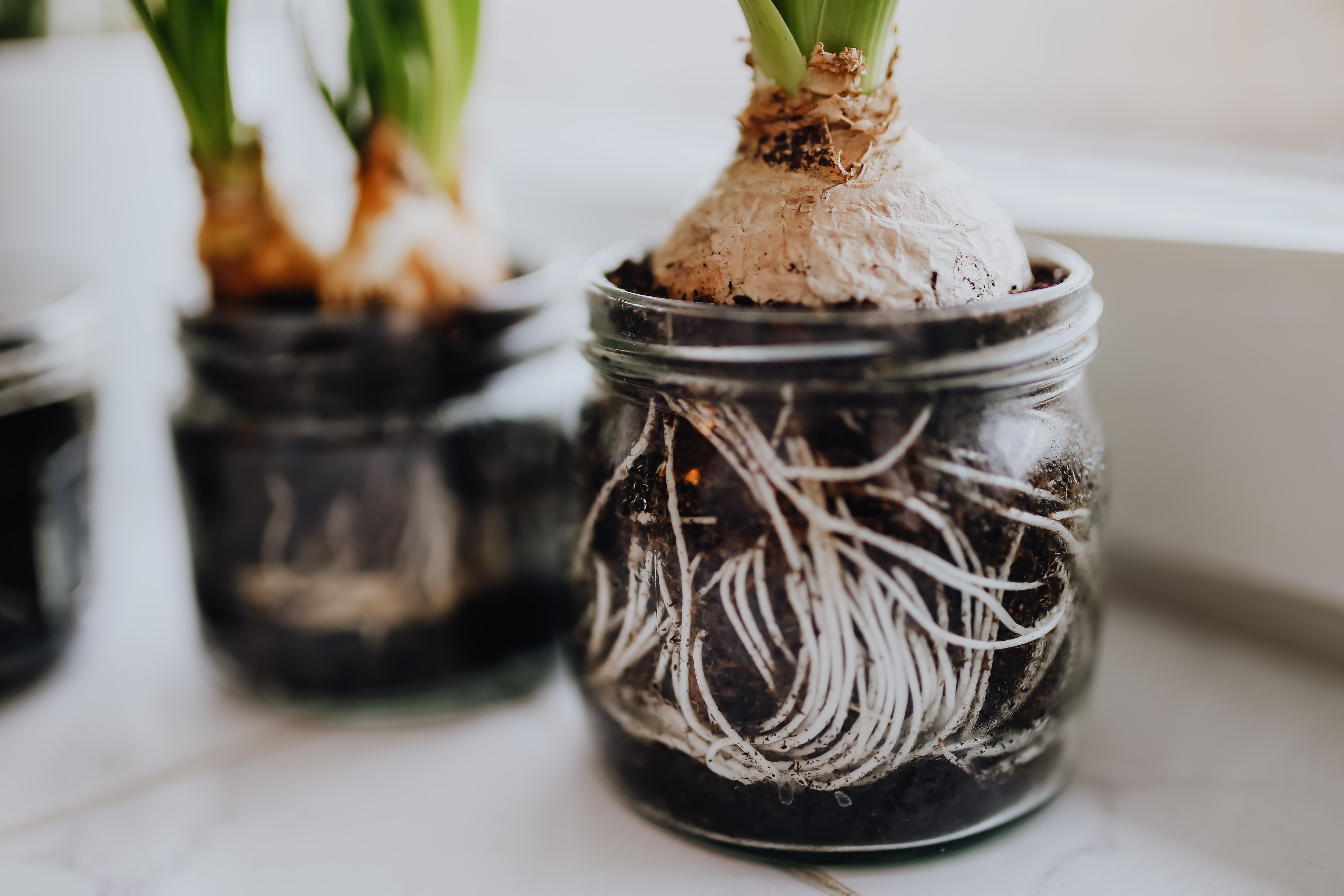 Hyacinths and Muscari planted in jars