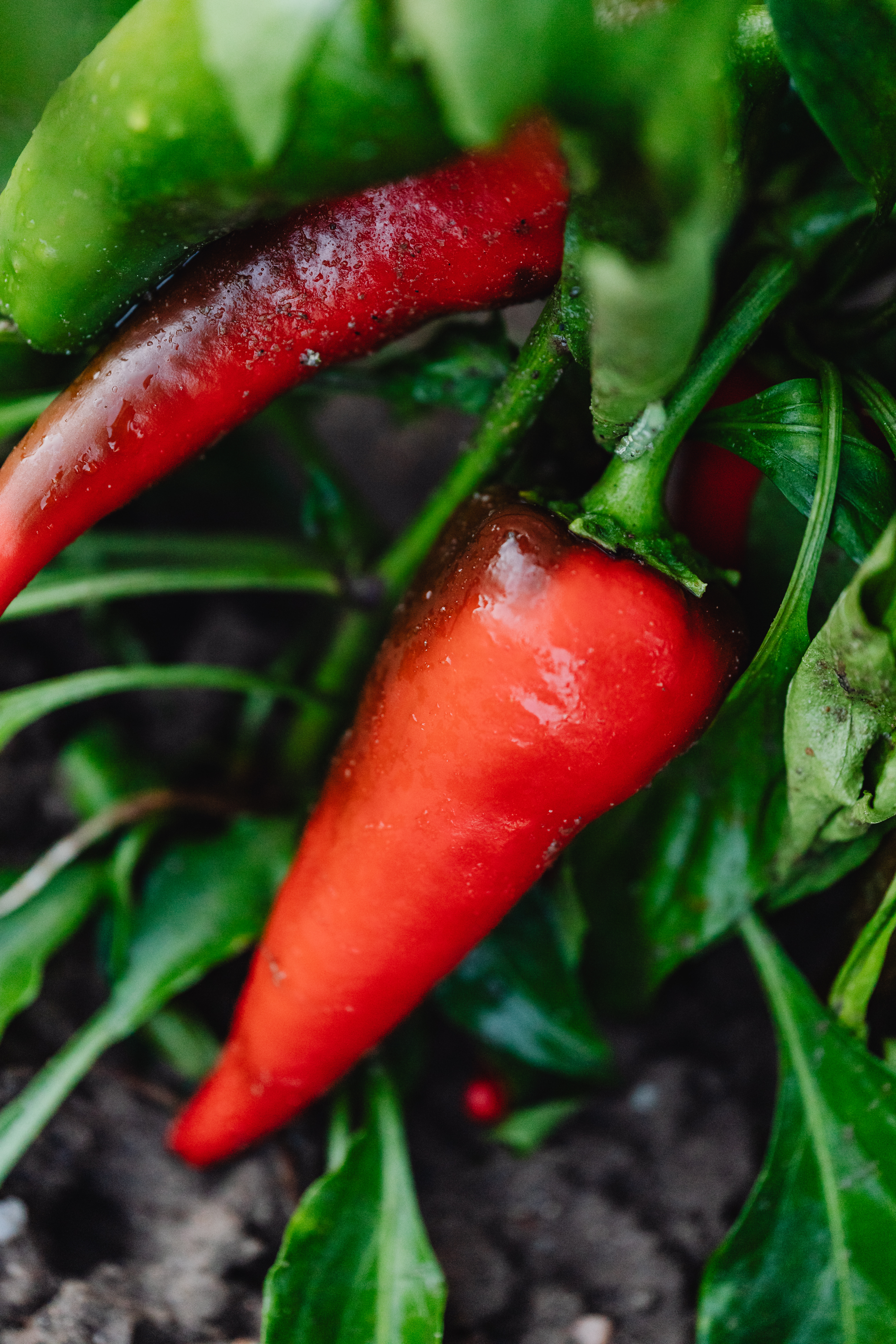 Red hot chili peppers growing on plant with green leaves