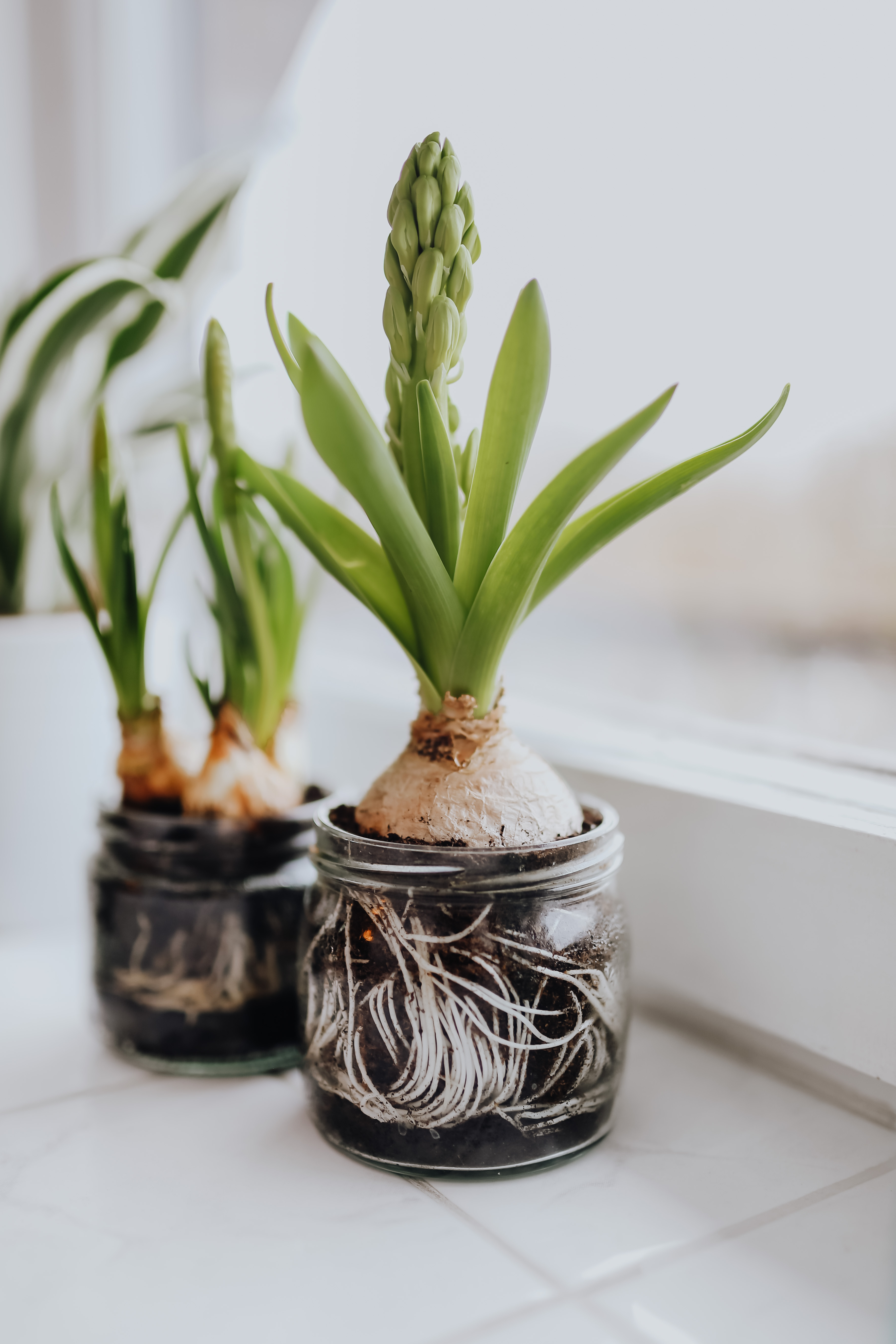 Hyacinths and Muscari planted in jars