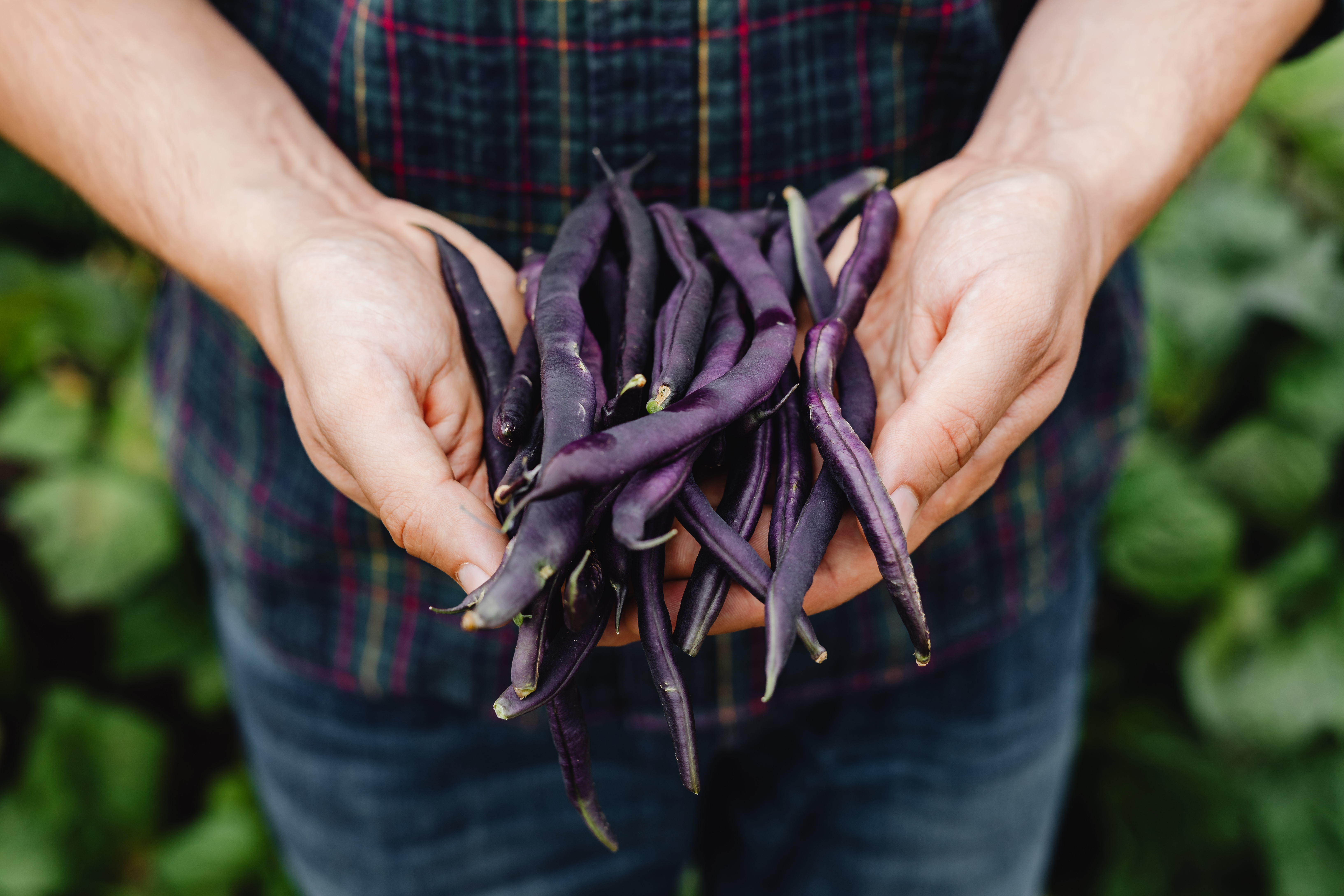 Purple beans