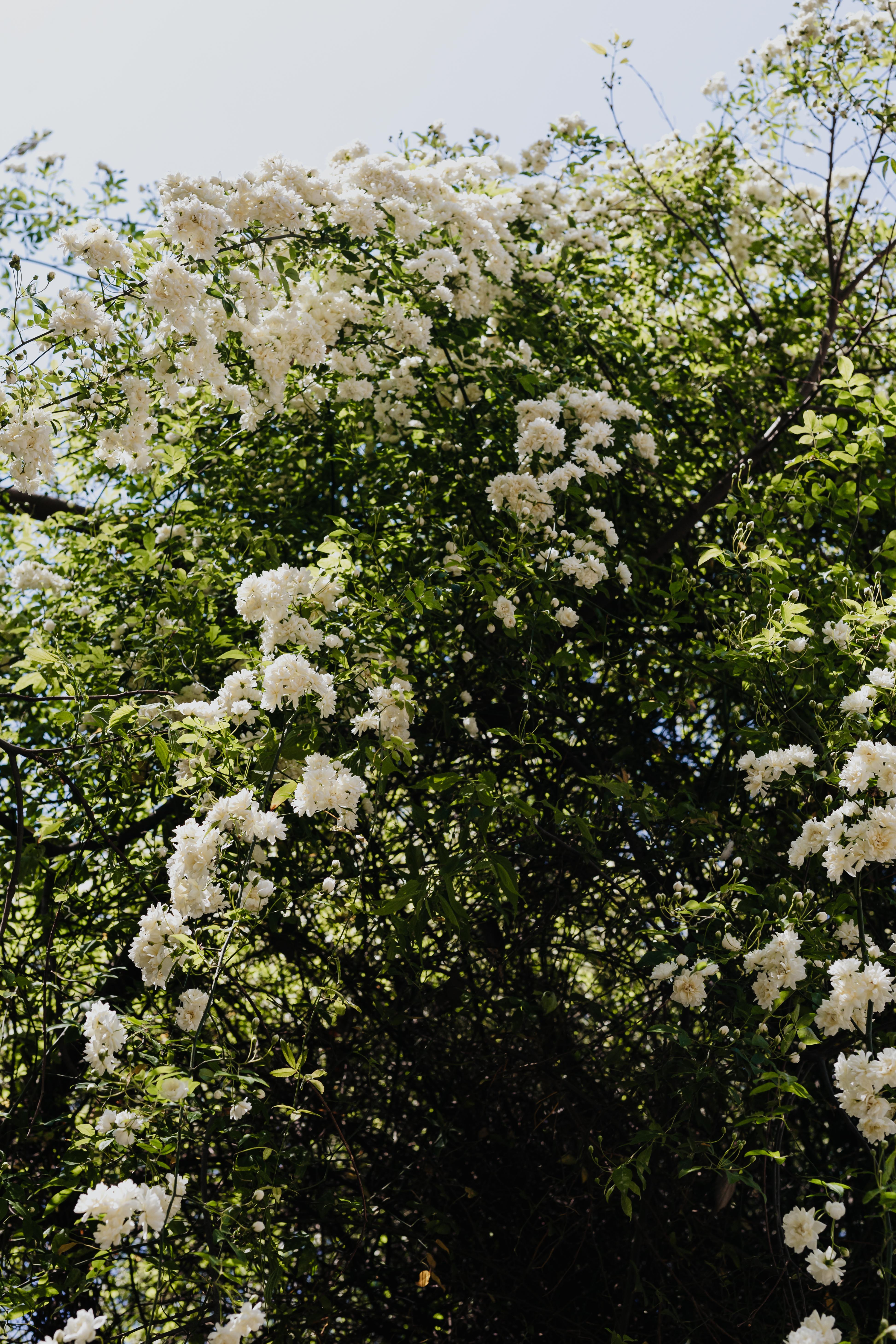 Real Jardin Botanico, Madrid, Spain