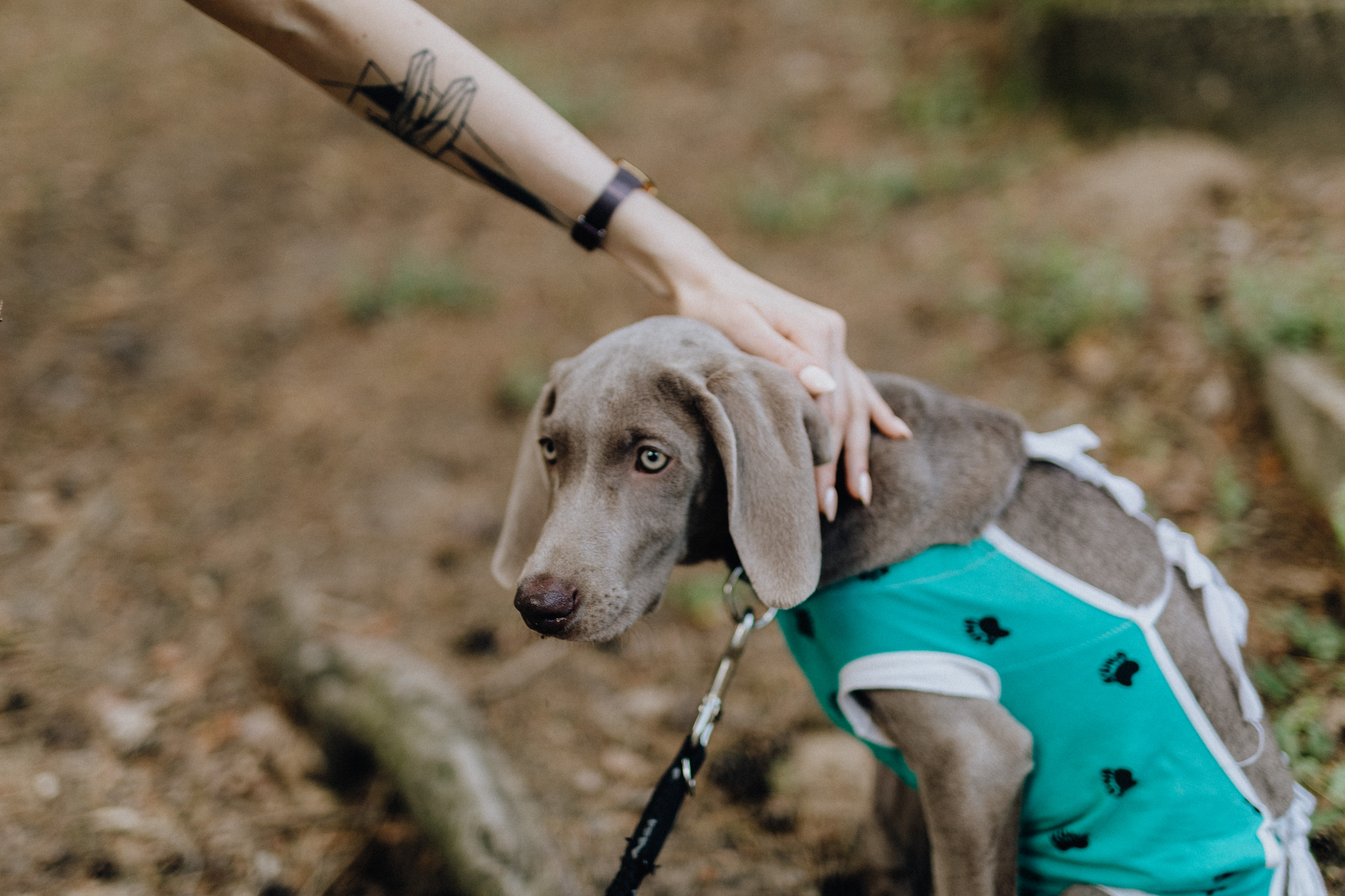 Dog dressed in post-surgery clothes - Recovery Suit