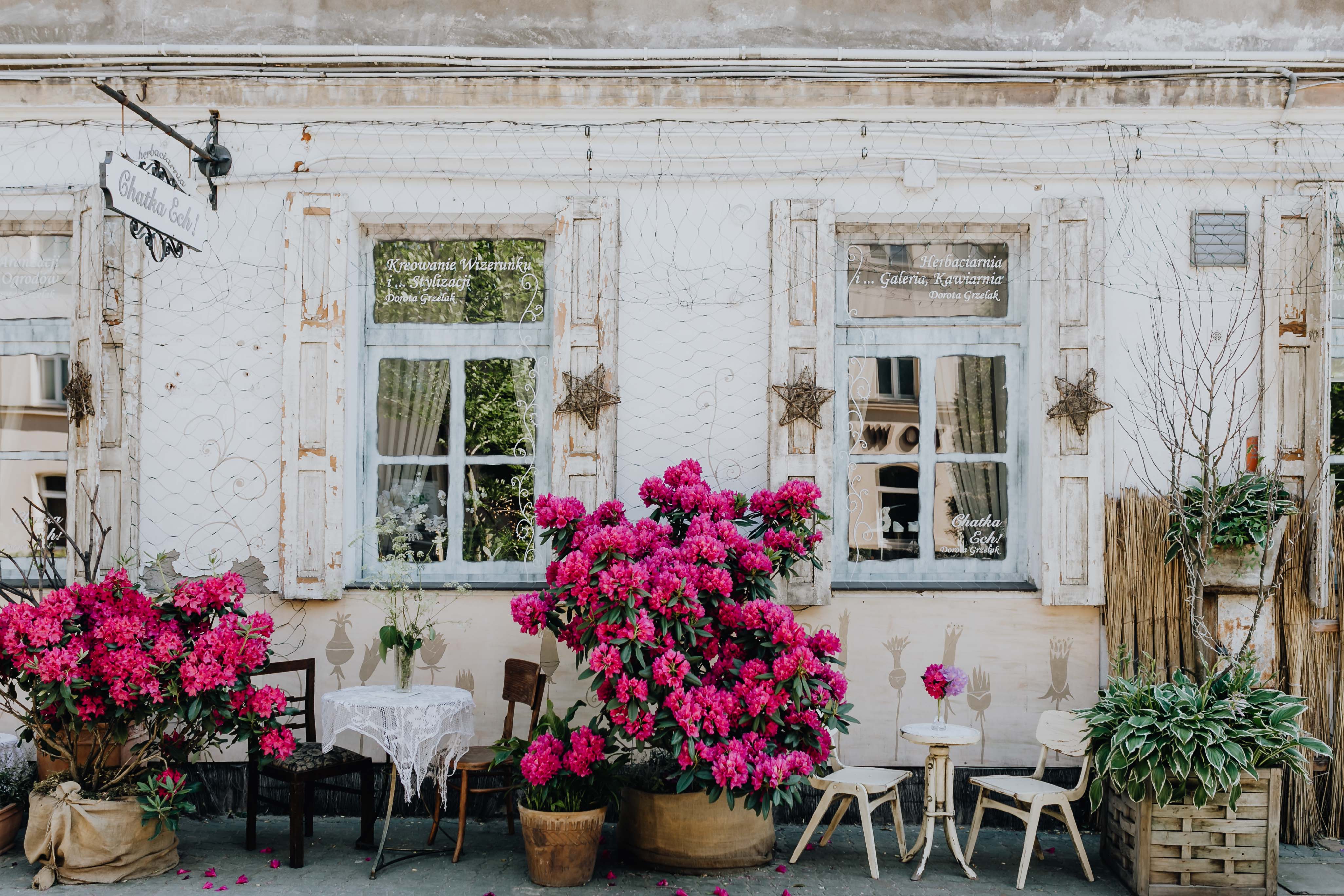 Beautiful pink rhododendrons in front of the restaurant in Łódź, Poland