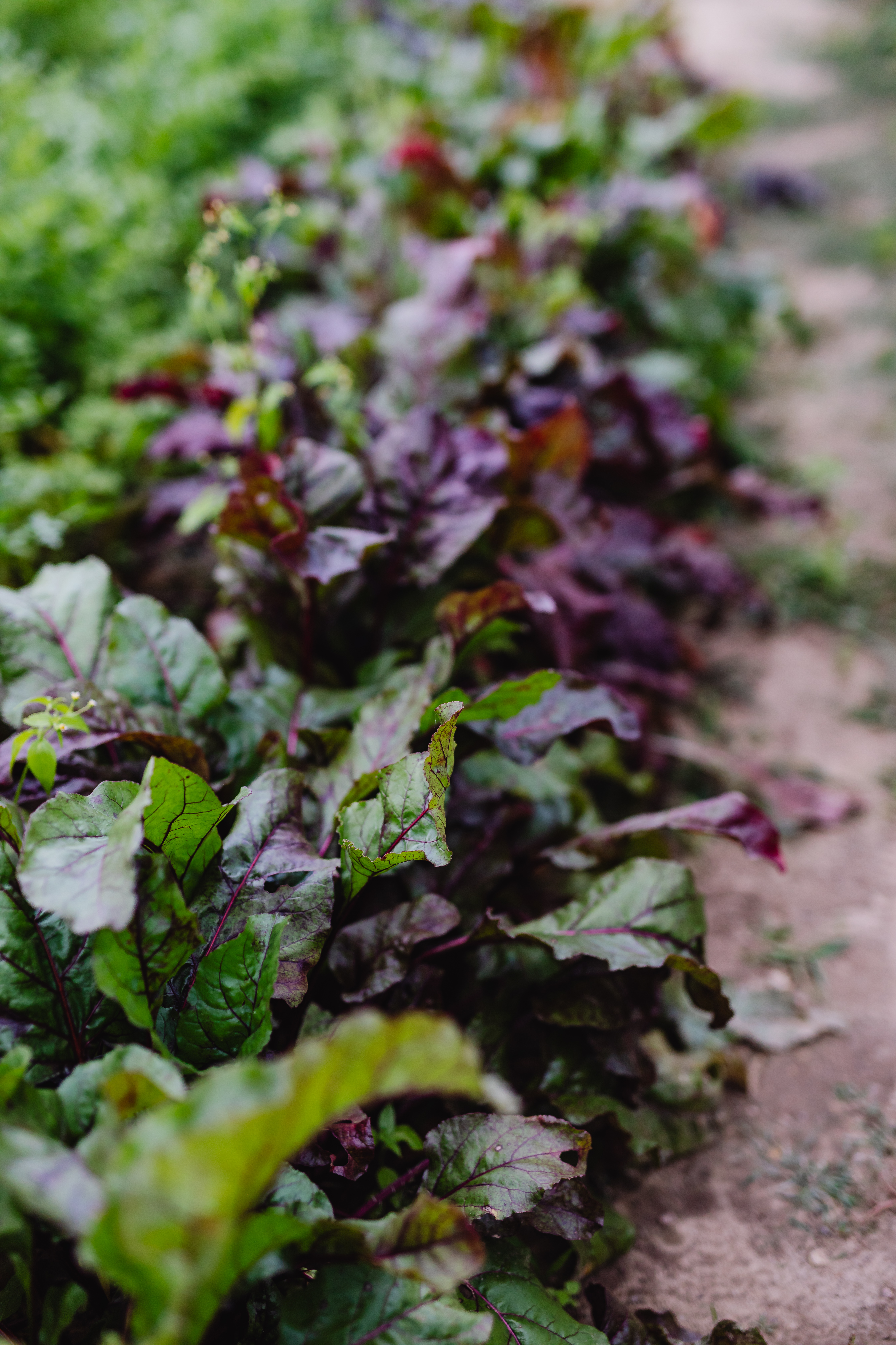 Beetroot growing in the garden - leaves