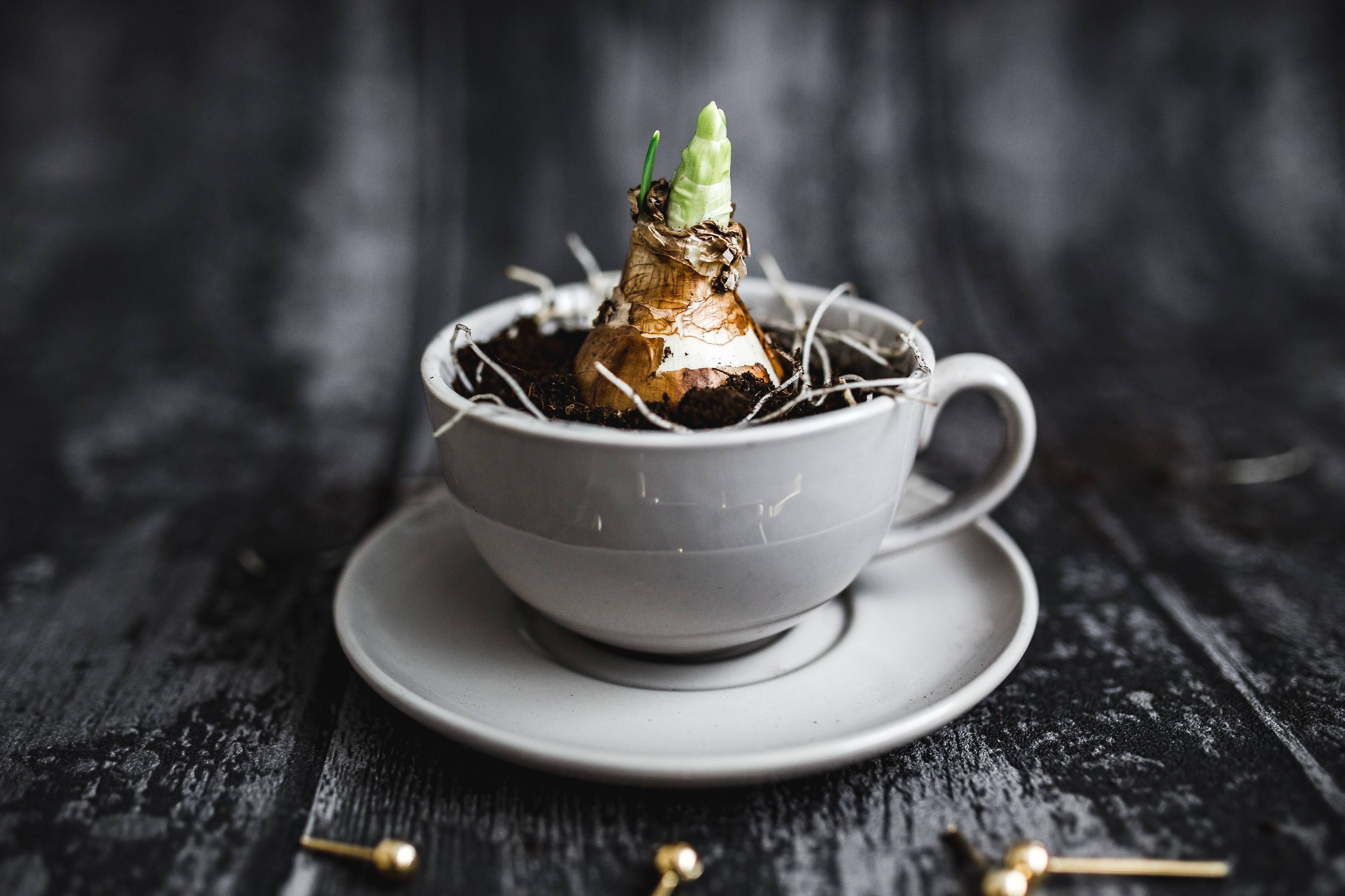 Little seedling in a cup with small golden pins on a wooden board