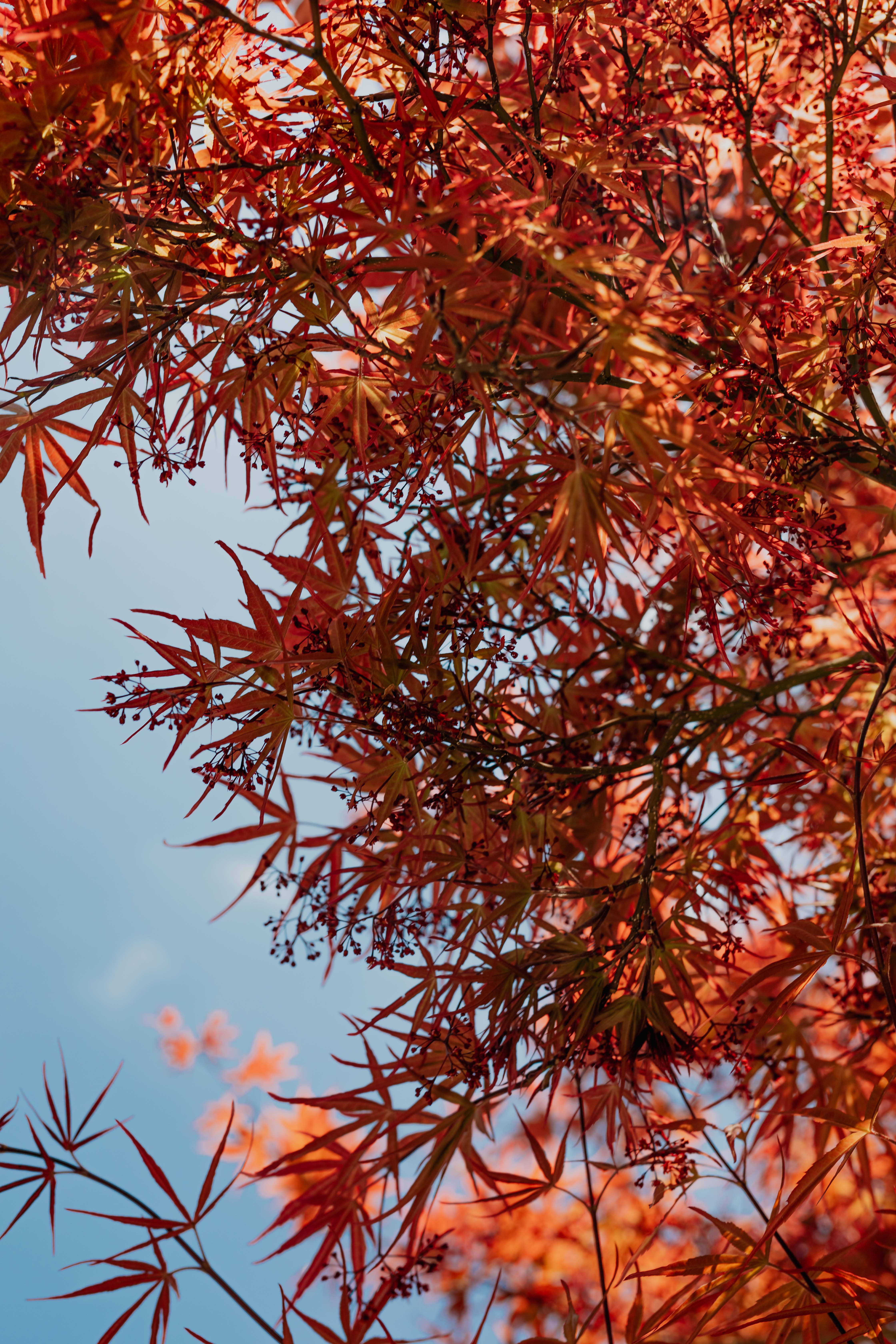 Red leaves on the bush