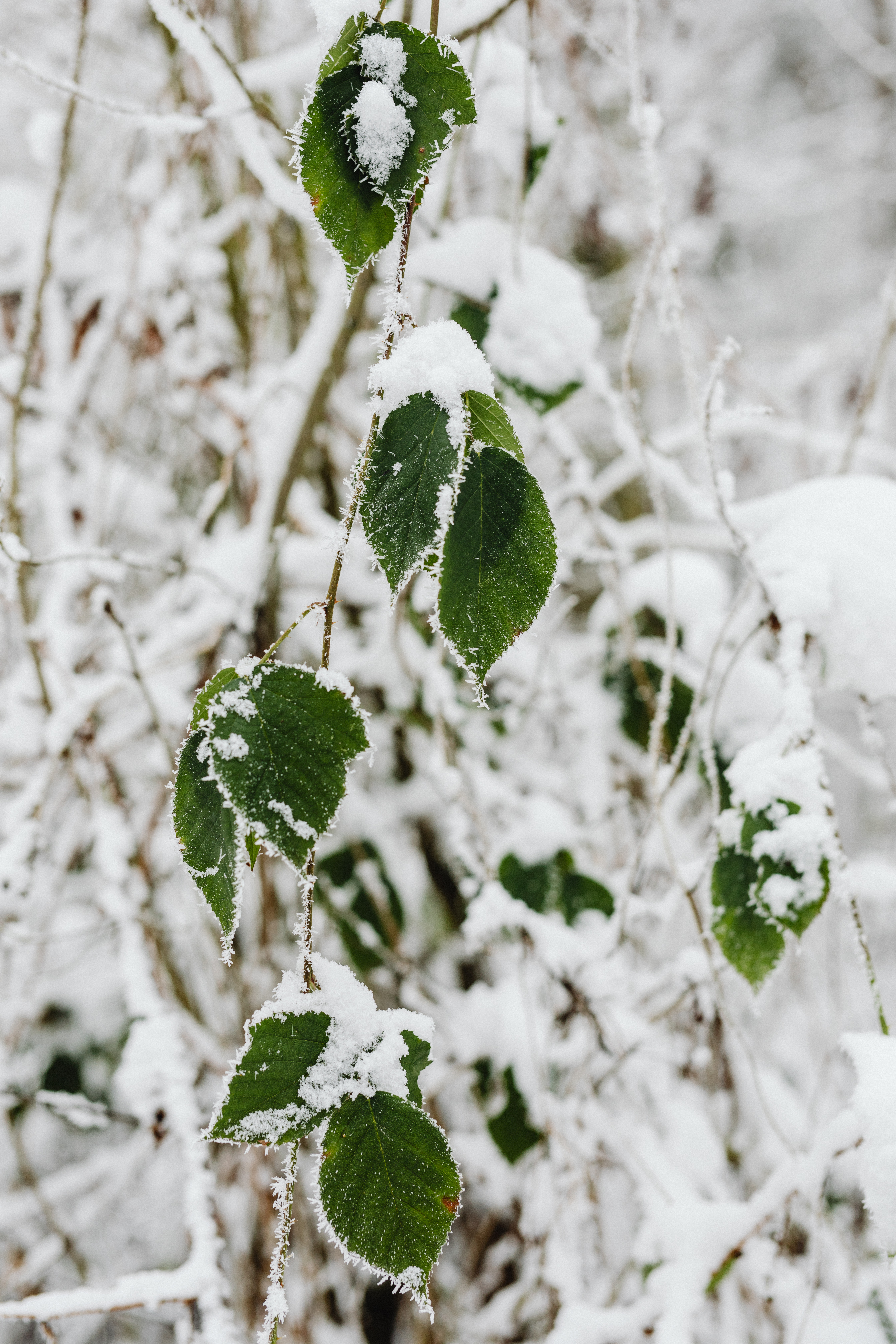 Winter in the forest - frosted trees