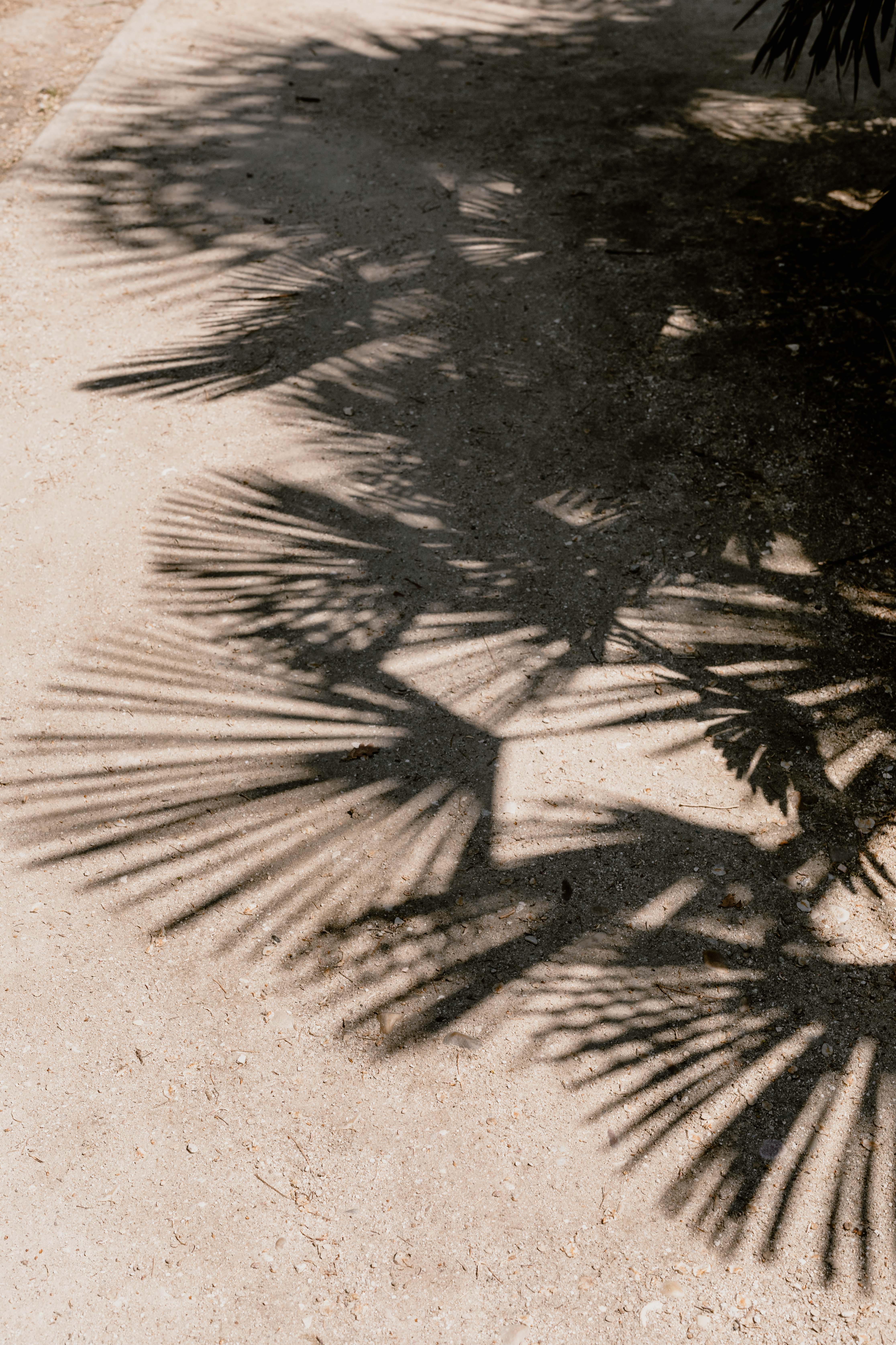 Palm leaves in the garden