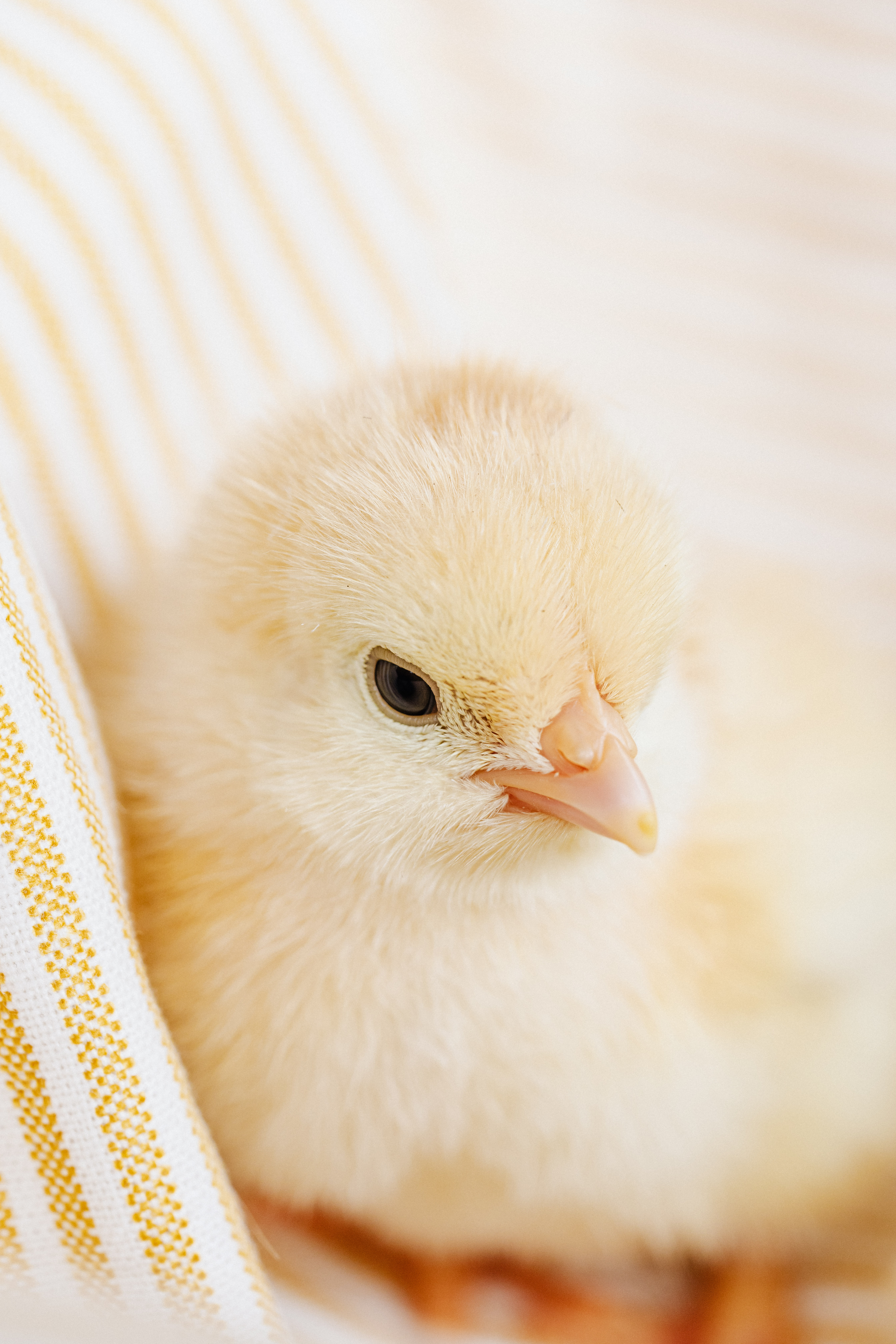 fluffy baby chicken