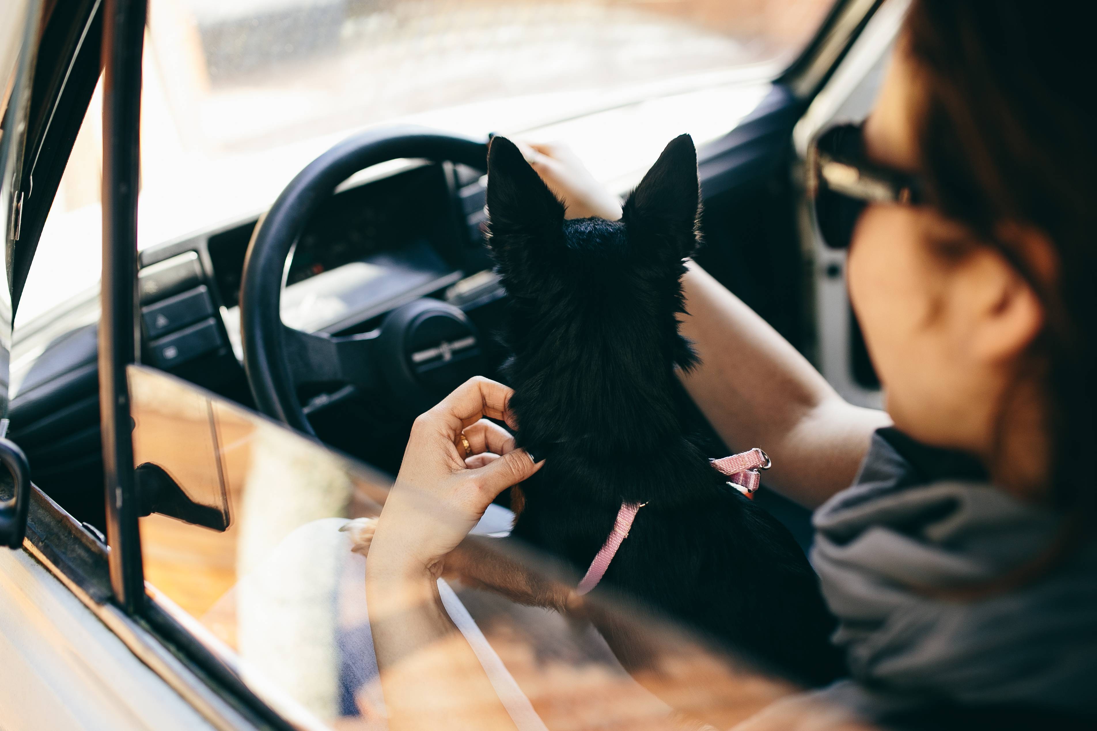 Woman in the car with her dog
