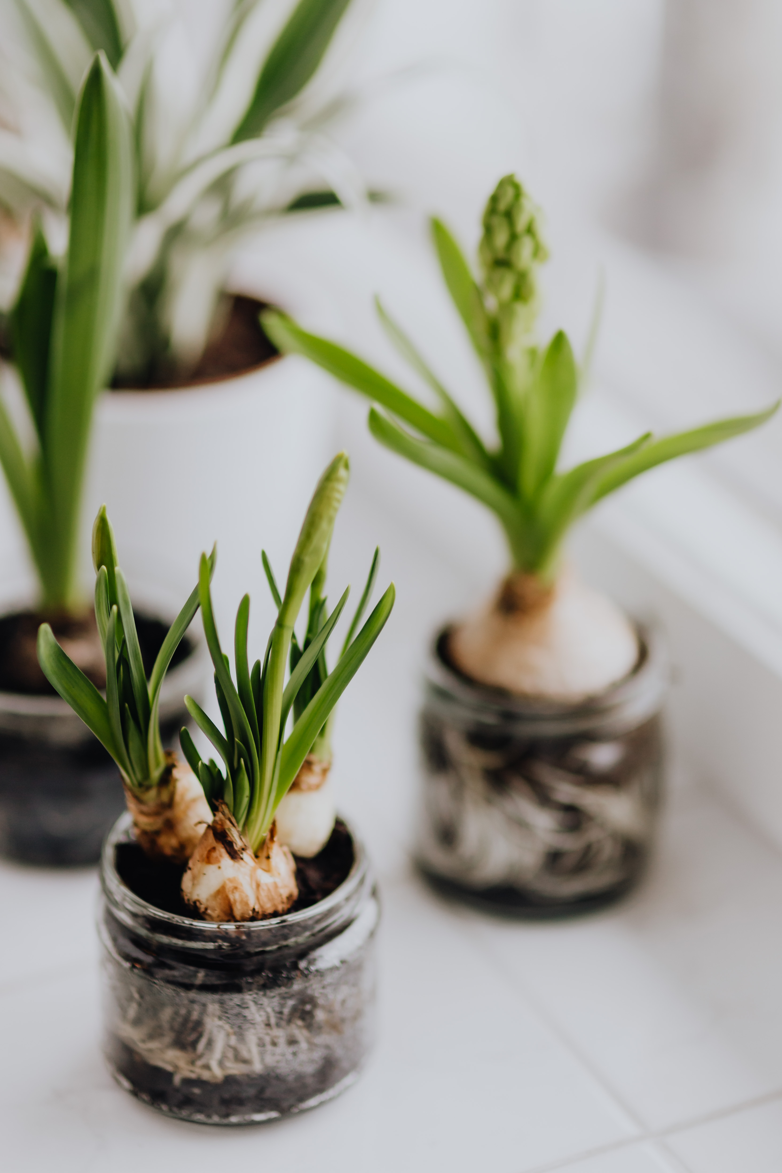 Hyacinths and Muscari planted in jars