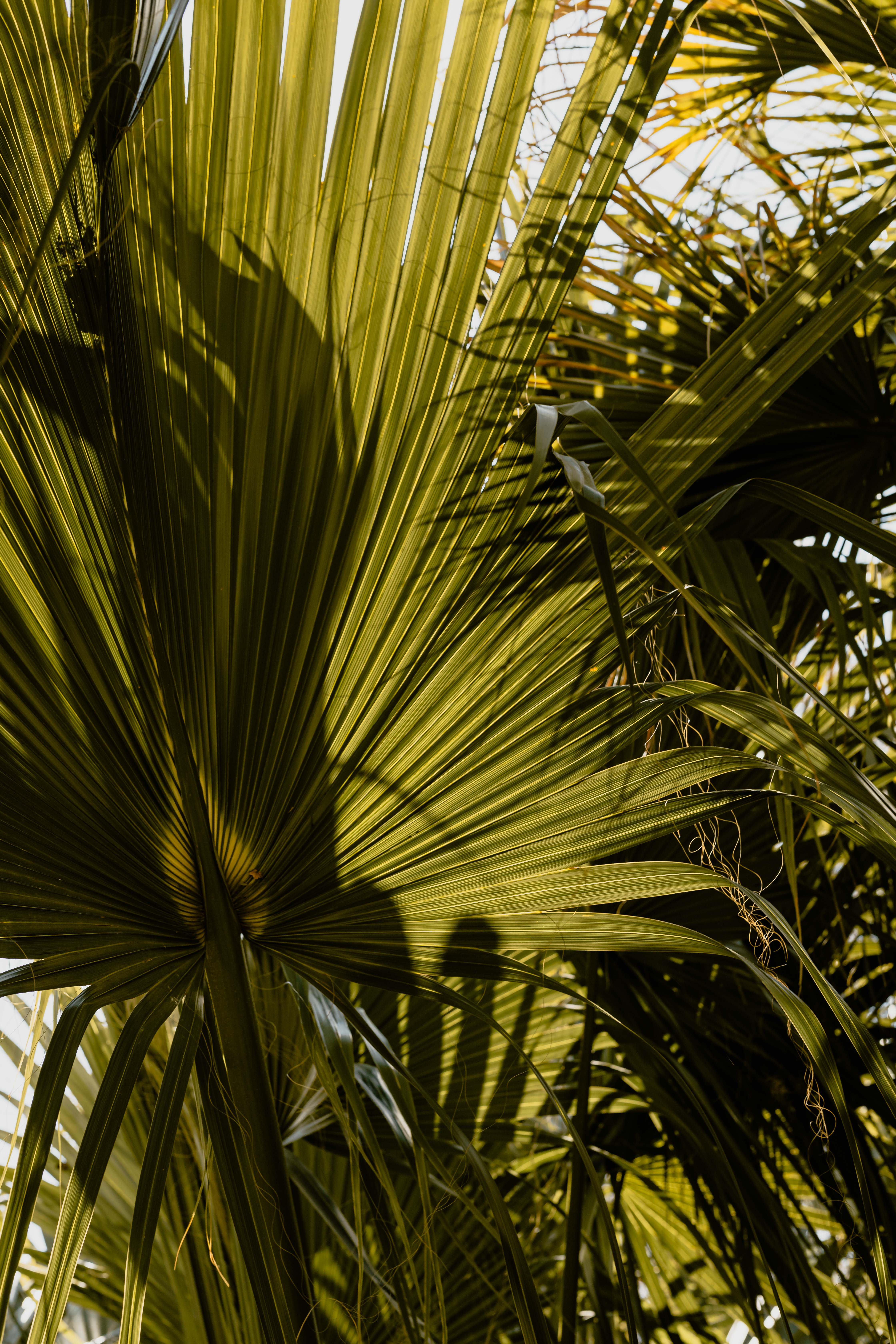 Palm leaves in the garden